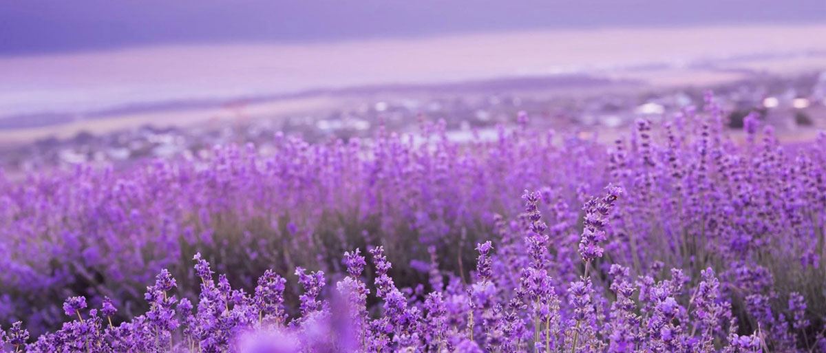 header-banner-image